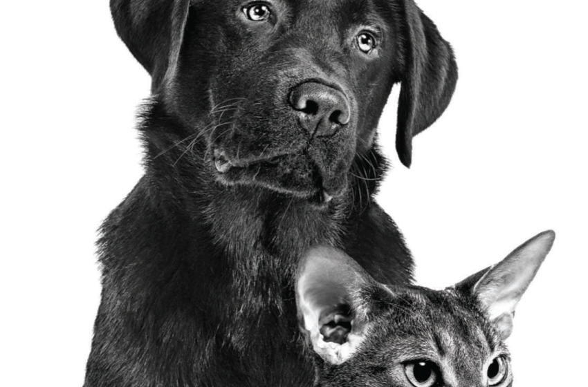  A importância do cuidado gastrointestinal em gatos e cães